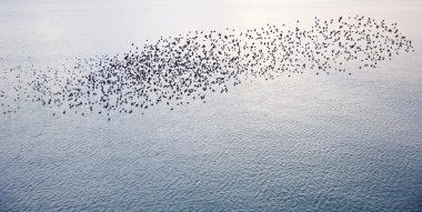 Natural migration of European starlings in murmuration formation clipart