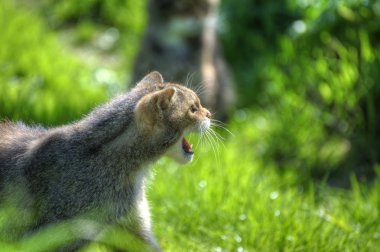 Fantastic close up of Scottish wildcat capturing character and e clipart