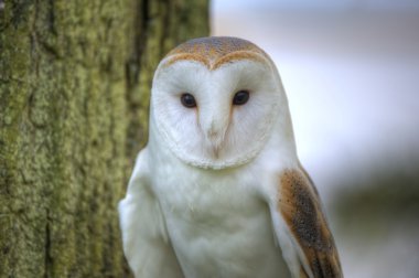 Lovely close up of barn owl with superb detail clipart