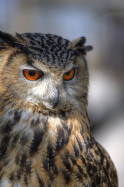 Süper yakın Avrupa kartal baykuş parlak turuncu gözleri olan bir