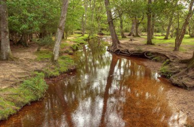 dere ve sonbahar colo dokunuş ile güzel yemyeşil orman sahneprachtige weelderige bos scène met stream en vleugje herfst colo