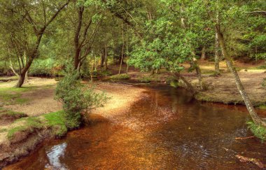 dere ve sonbahar colo dokunuş ile güzel yemyeşil orman sahneprachtige weelderige bos scène met stream en vleugje herfst colo