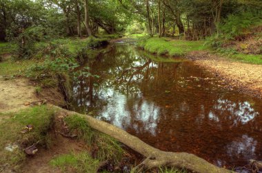 dere ve sonbahar colo dokunuş ile güzel yemyeşil orman sahneprachtige weelderige bos scène met stream en vleugje herfst colo