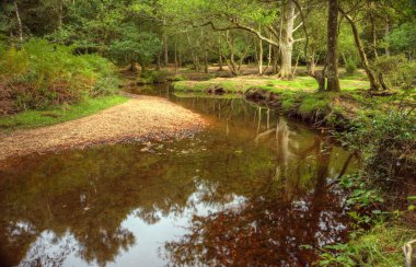 dere ve sonbahar colo dokunuş ile güzel yemyeşil orman sahneprachtige weelderige bos scène met stream en vleugje herfst colo