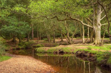 dere ve sonbahar colo dokunuş ile güzel yemyeşil orman sahneprachtige weelderige bos scène met stream en vleugje herfst colo