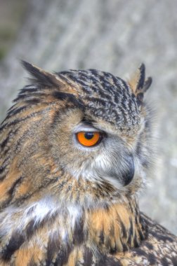 Süper yakın Avrupa kartal baykuş parlak turuncu gözleri olan bir