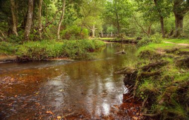 Beautiful lush forest scene with stream and touch of autumn colo clipart