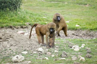 gelada Babunlar esaret içinde Birliği