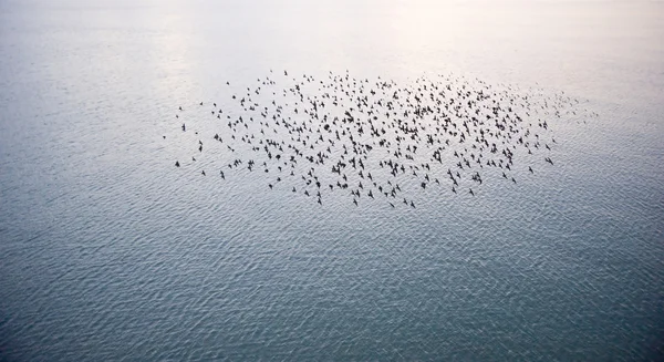 Natural migration of European starlings in murmuration formation — Stock Photo, Image