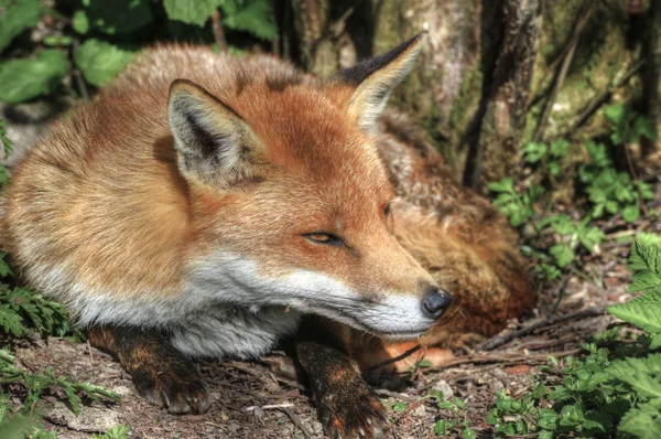 Превосходный естественный крупный план красного лиса в естественной среде обитания — стоковое фото