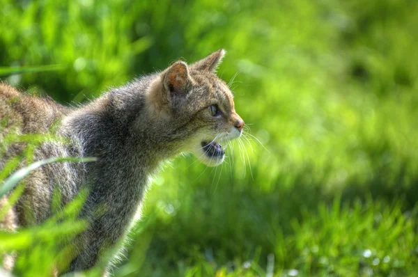 Fantástico primer plano del carácter de captura gato salvaje escocés y e — Foto de Stock