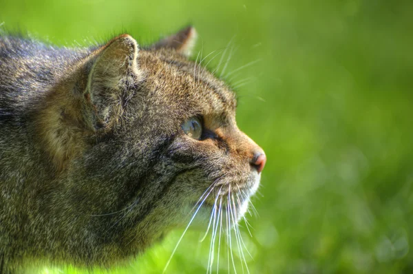 Fantastic close up of Scottish wildcat capturing character and e — Stock Photo, Image