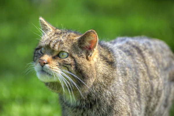 Fantástico close up de Scottish Wildcat captura de personagem e e — Fotografia de Stock