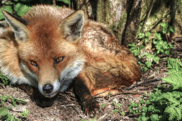 Excelente primer plano natural de zorro rojo en hábitat natural —  Fotos de Stock