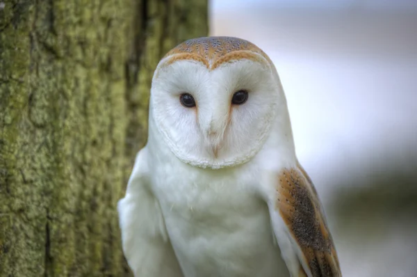 stock image Lovely close up of barn owl with superb detail