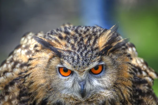 Superb close up of European Eagle Owl with bright orange eyes an — Stock Photo, Image