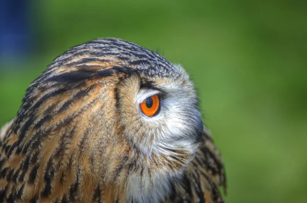 Excelente primer plano de búho águila europea con ojos de color naranja brillante un — Foto de Stock