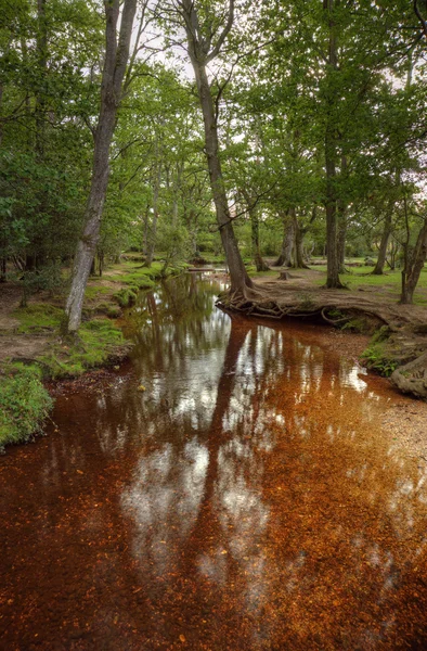Bela cena exuberante floresta com riacho e toque de colo outono — Fotografia de Stock