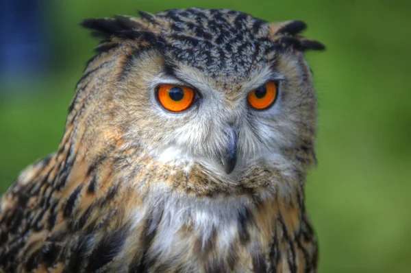 Fantastisk närbild av Europeiska Örnowl med ljusa orange ögon en — Stockfoto
