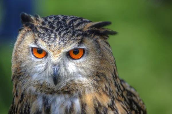 Fabuloso close-up de European Eagle Coruja com olhos alaranjados brilhantes e — Fotografia de Stock