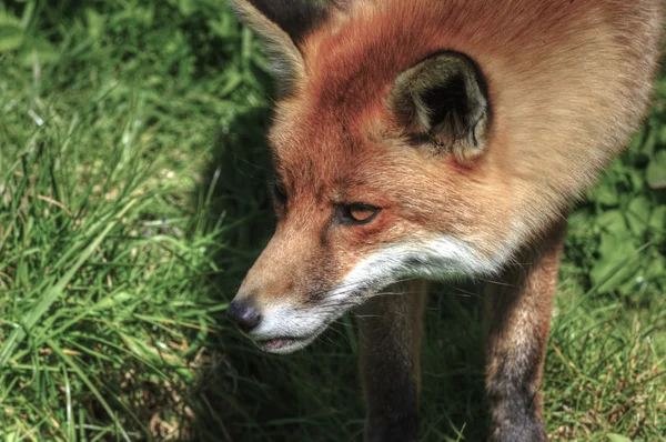 Превосходный естественный крупный план красного лиса в естественной среде обитания — стоковое фото