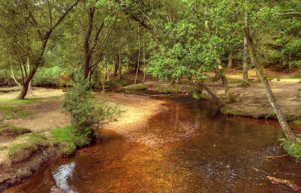 Dere ve sonbahar colo dokunuş ile güzel yemyeşil orman sahneprachtige weelderige bos scène met stream en vleugje herfst colo — Stockfoto