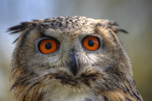 Superb close up of European Eagle Owl with bright orange eyes an — Stock Photo, Image