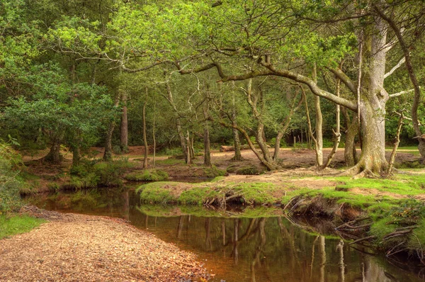 Красива пишна сцена лісу з струмком і дотиком осіннього коло — стокове фото