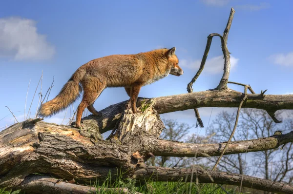 A vörös róka, a természetes élőhely közelről kiváló természetes — Stock Fotó