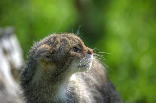 Fantastic close up of Scottish wildcat capturing character and e — Stock Photo, Image