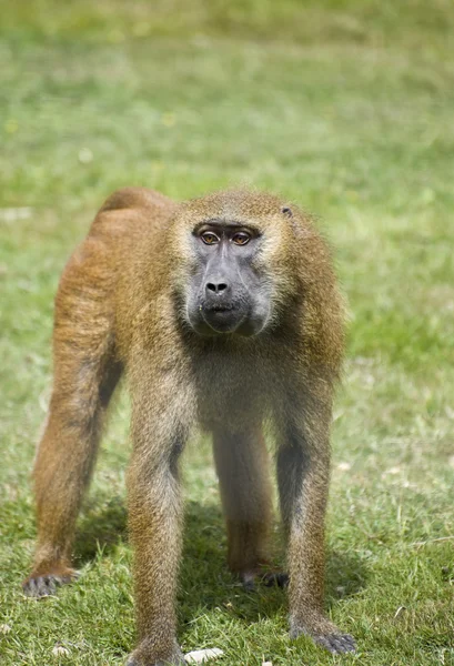 Joven macho gelada babuino en cautiverio — Foto de Stock