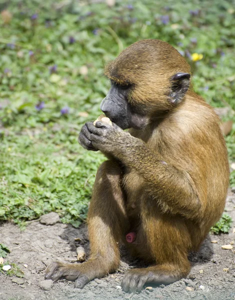 Jovem babuíno gelada masculino em cativeiro — Fotografia de Stock