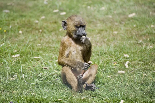 Young male gelada baboon in captivity — Stock Photo, Image