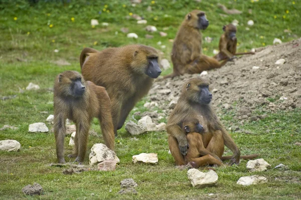 Troop of gelada baboons in captivity — Stock Photo, Image