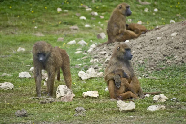 Troop of gelada baboons in captivity — Stock Photo, Image