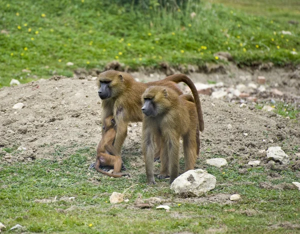 Troep van gelada bavianen in gevangenschap — Stockfoto