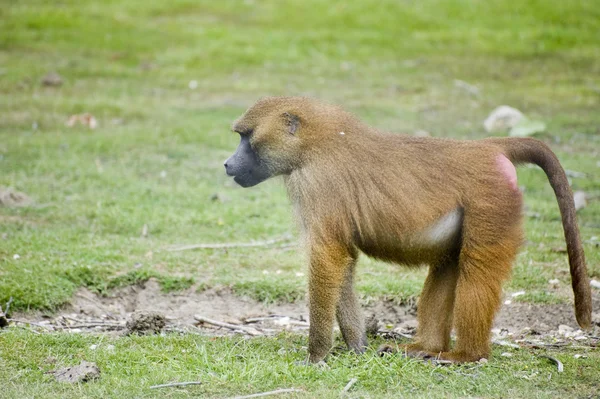 Jonge mannelijke gelada baviaan in gevangenschap — Stockfoto