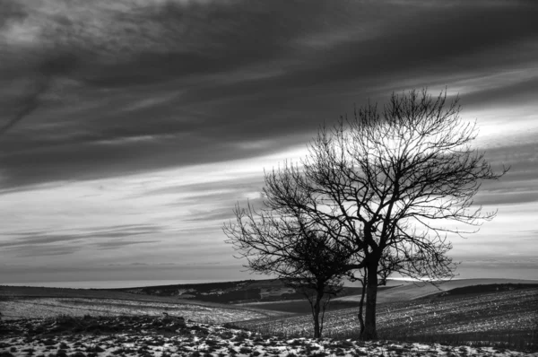 Kış kar peyzaj alanları ağaçlar ve parlayan günbatımı üzerinde — Stok fotoğraf