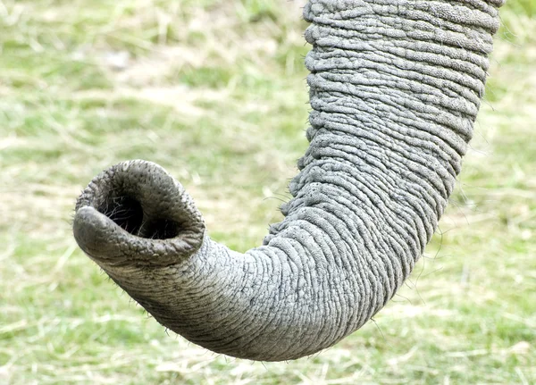 Tronco de elefante africano — Foto de Stock