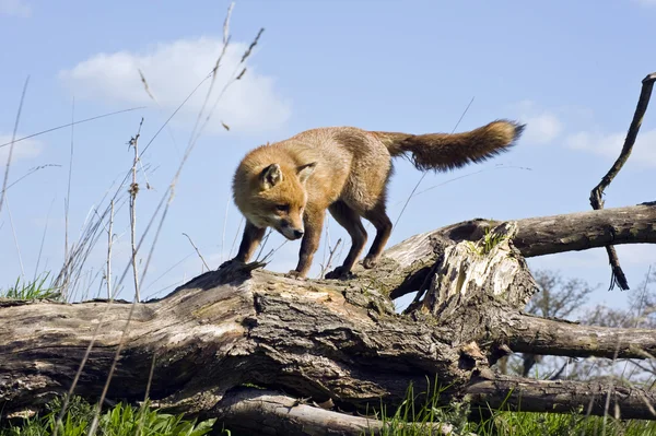 Beautiful golden red fox in natural habitat — Stock Photo, Image