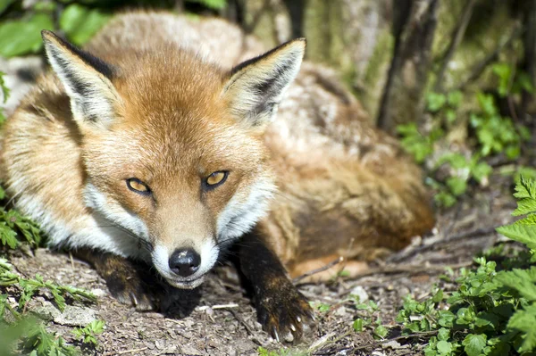 Beautiful golden red fox in natural habitat — Stock Photo, Image