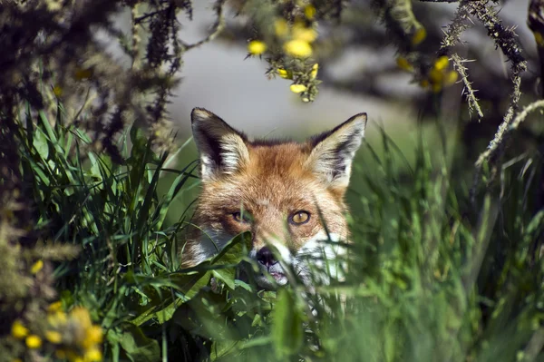 自然の生息地で美しいゴールデン レッド フォックス — ストック写真