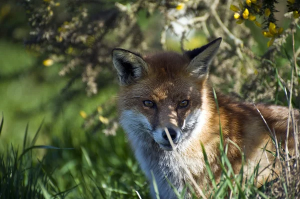 Linda raposa vermelha dourada no habitat natural — Fotografia de Stock