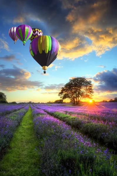 Hot air balloons flying over lavender landscape sunset — Stock Photo, Image