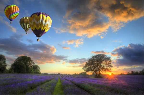 Gorące powietrze balony latające nad lawendy krajobraz zachód słońca — Zdjęcie stockowe
