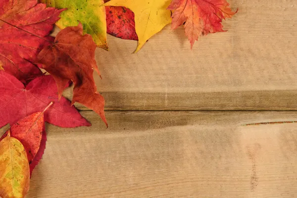 Ζωντανή φθινόπωρο φθινοπωρινή περίοδο αφήνει σε ρουστίκ ξύλινα φόντο — Φωτογραφία Αρχείου