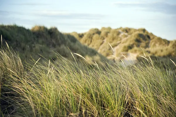 Visa över gräsbevuxna sanddynerna i solnedgången — Stockfoto