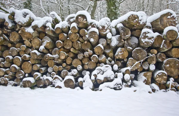 stock image Beautiful winter forest snow scene