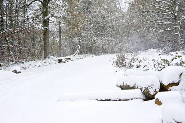 Hermosa escena de nieve bosque invierno — Foto de Stock