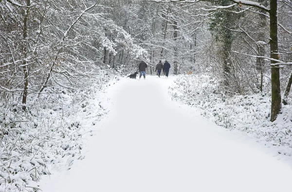 Piękna zima śnieg sceny leśne — Zdjęcie stockowe
